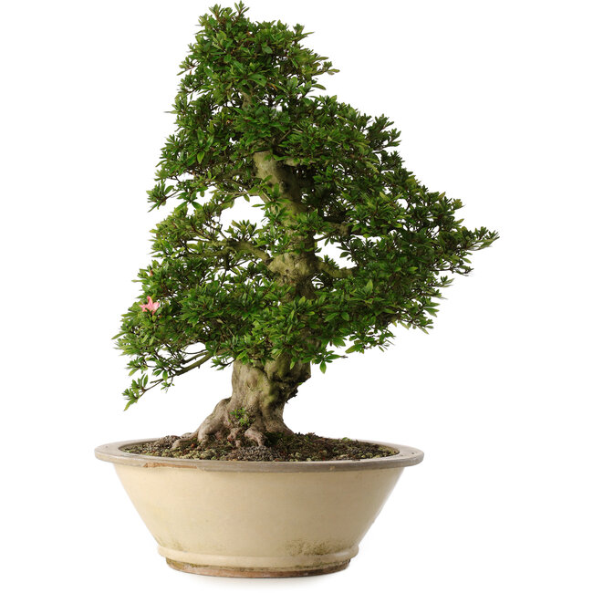 Rhododendron indicum Shin Nikko, 67 cm, ± 30 anni, in un vaso con una grande scheggiatura sul bordo