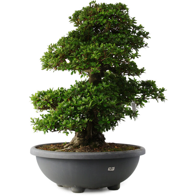 Rhododendron indicum Gyoten, 73 cm, ± 30 anni, con fiori rosa