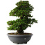 Rhododendron indicum Gyoten, 73 cm, ± 30 Jahre alt, mit rosa Blüten