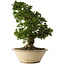 Rhododendron indicum Shin Nikko, 67 cm, ± 30 anni, in un vaso con una grande scheggiatura sul bordo