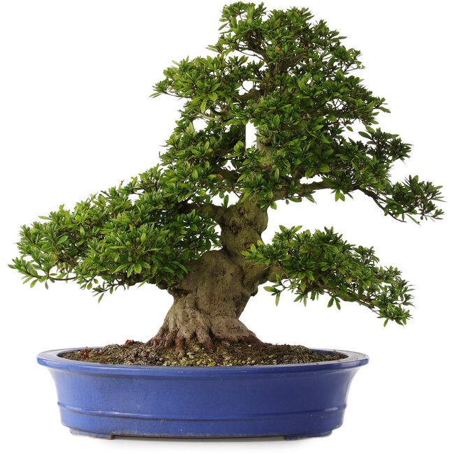 Rhododendron indicum Nikko, 62 cm, ± 30 jaar oud, met lichtroze bloemen