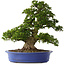 Rhododendron indicum Nikko, 62 cm, ± 30 jaar oud, met lichtroze bloemen