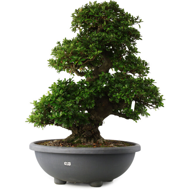 Rhododendron indicum Gyoten, 73 cm, ± 30 Jahre alt, mit rosa Blüten