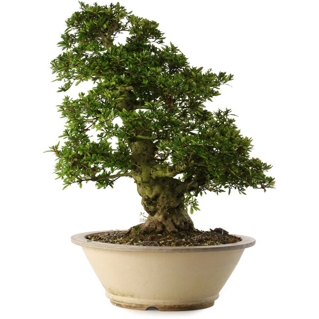 Rhododendron indicum Shin Nikko, 67 cm, ± 30 jaar oud, in een pot met een grote chip aan de rand