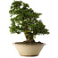 Rhododendron indicum Shin Nikko, 67 cm, ± 30 ans, dans un pot avec un gros éclat sur le bord