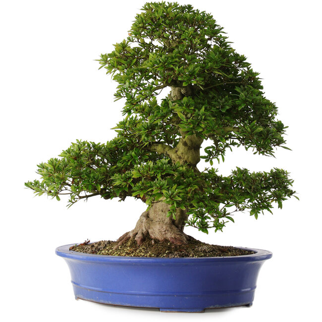 Rhododendron indicum Nikko, 62 cm, ± 30 jaar oud, met lichtroze bloemen