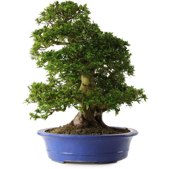 Rhododendron indicum Nikko, 62 cm, ± 30 Jahre alt, mit hellrosa Blüten