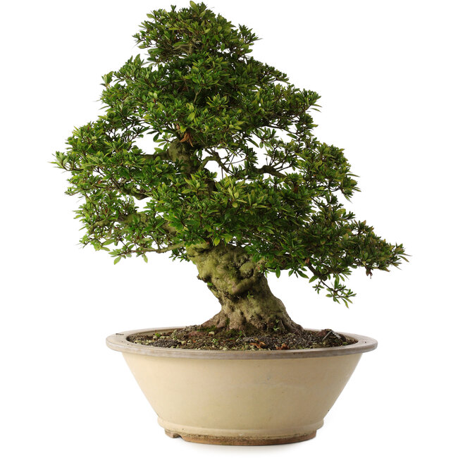 Rhododendron indicum Shin Nikko, 67 cm, ± 30 ans, dans un pot avec un gros éclat sur le bord