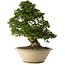 Rhododendron indicum Shin Nikko, 67 cm, ± 30 ans, dans un pot avec un gros éclat sur le bord