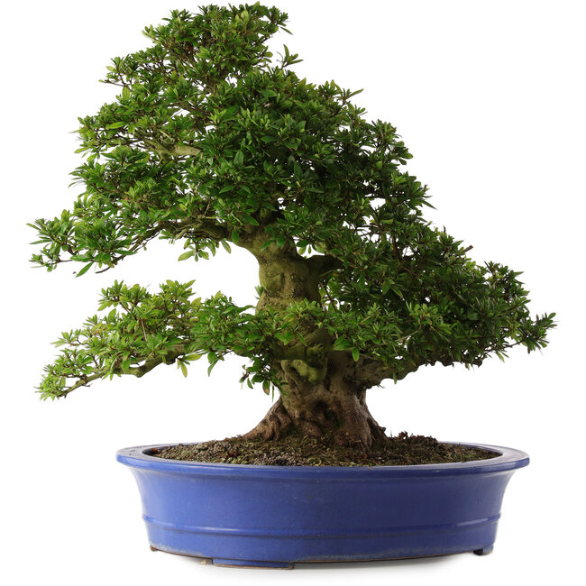 Rhododendron indicum Nikko, 62 cm, ± 30 jaar oud, met lichtroze bloemen