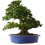 Rhododendron indicum Nikko, 62 cm, ± 30 jaar oud, met lichtroze bloemen