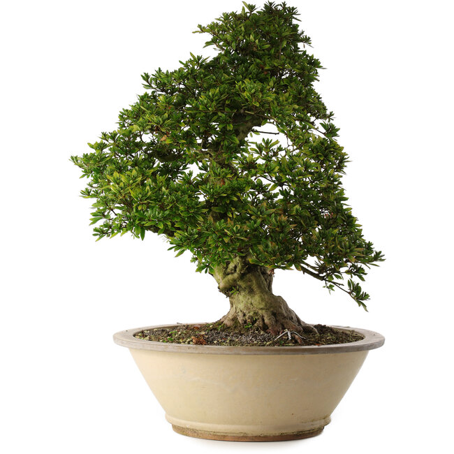 Rhododendron indicum Shin Nikko, 67 cm, ± 30 ans, dans un pot avec un gros éclat sur le bord