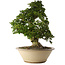 Rhododendron indicum Shin Nikko, 67 cm, ± 30 ans, dans un pot avec un gros éclat sur le bord