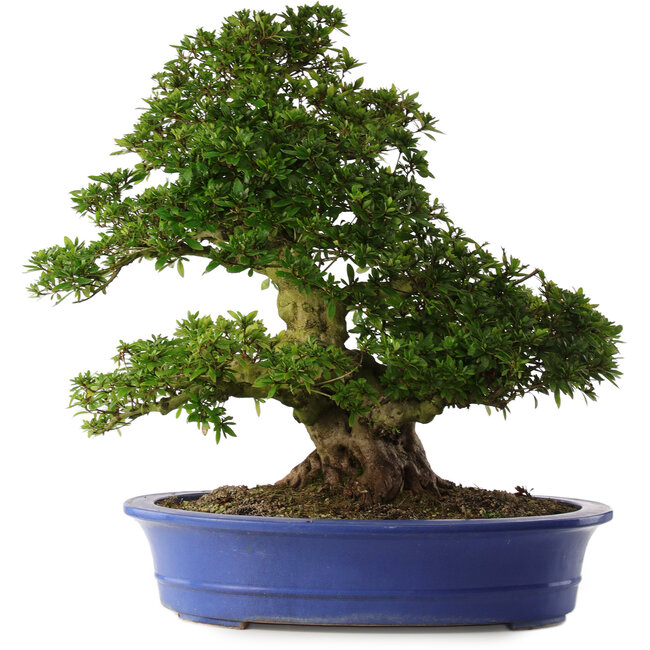 Rhododendron indicum Nikko, 62 cm, ± 30 Jahre alt, mit hellrosa Blüten