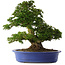 Rhododendron indicum Nikko, 62 cm, ± 30 jaar oud, met lichtroze bloemen