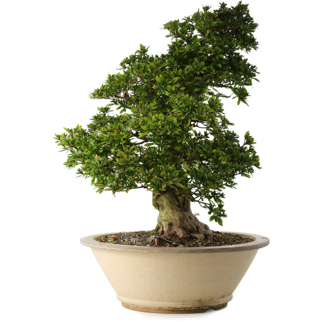 Rhododendron indicum Shin Nikko, 67 cm, ± 30 años, en una maceta con una gran astilla en el borde