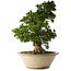 Rhododendron indicum Shin Nikko, 67 cm, ± 30 ans, dans un pot avec un gros éclat sur le bord