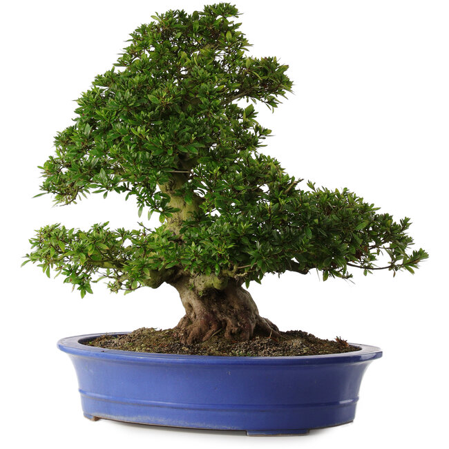 Rhododendron indicum Nikko, 62 cm, ± 30 Jahre alt, mit hellrosa Blüten