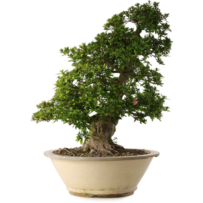 Rhododendron indicum Shin Nikko, 67 cm, ± 30 años, en una maceta con una gran astilla en el borde