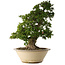 Rhododendron indicum Shin Nikko, 67 cm, ± 30 ans, dans un pot avec un gros éclat sur le bord