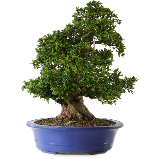 Rhododendron indicum Nikko, 62 cm, ± 30 Jahre alt, mit hellrosa Blüten