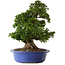 Rhododendron indicum Nikko, 62 cm, ± 30 anni, con fiori rosa chiaro