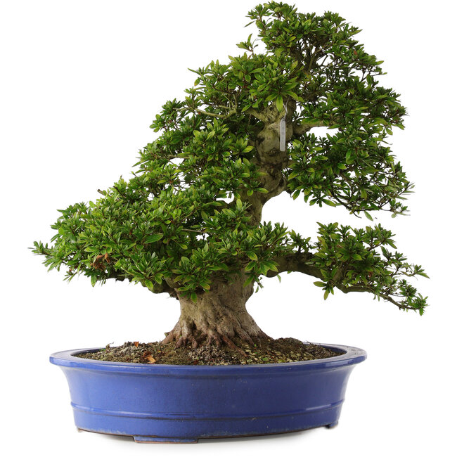 Rhododendron indicum Nikko, 62 cm, ± 30 Jahre alt, mit hellrosa Blüten