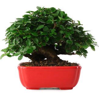  Mario Komsta Ligustrum, 14,5 cm, ± 6 jaar oud