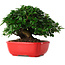 Ligustrum, 14,5 cm, ± 6 years old, hand-styled by Mario Komstra