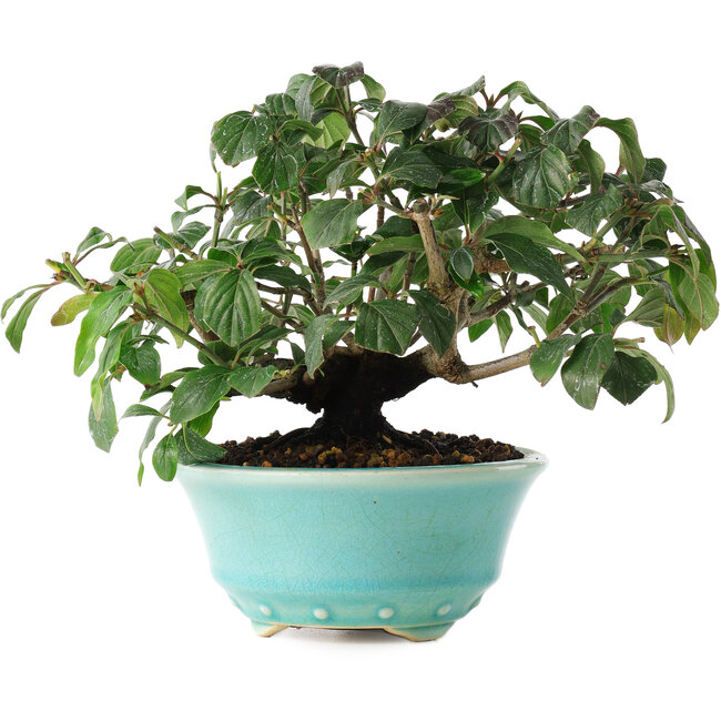 Cornus kousa, 15 cm, ± 6 jaar oud, zorgvuldig met de hand gestyled en gekweekt door Mario Komsta zelf