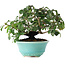 Cornus kousa, 15 cm, ± 6 jaar oud, zorgvuldig met de hand gestyled en gekweekt door Mario Komsta zelf