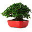 Ligustrum, 14,5 cm, ± 6 years old, hand-styled by Mario Komstra