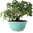 Cornus kousa, 15 cm, ± 6 jaar oud, zorgvuldig met de hand gestyled en gekweekt door Mario Komsta zelf