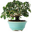 Cornus kousa, 15 cm, ± 6 jaar oud, zorgvuldig met de hand gestyled en gekweekt door Mario Komsta zelf