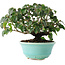 Cornus kousa, 15 cm, ± 6 jaar oud, zorgvuldig met de hand gestyled en gekweekt door Mario Komsta zelf