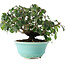 Cornus kousa, 15 cm, ± 6 jaar oud, zorgvuldig met de hand gestyled en gekweekt door Mario Komsta zelf