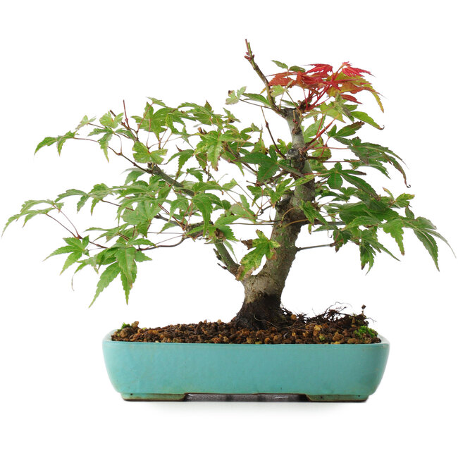 Acer palmatum, 20 cm, ± 6 años, directamente de las manos del maestro Mario Komsta, cultivado y estilizado personalmente