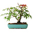 Acer palmatum, 20 cm, ± 6 years old, hand-styled by Mario Komstra