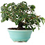 Cornus kousa, 15 cm, ± 6 jaar oud, zorgvuldig met de hand gestyled en gekweekt door Mario Komsta zelf