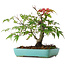 Acer palmatum, 20 cm, ± 6 years old, hand-styled by Mario Komstra