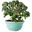 Cornus kousa, 15 cm, ± 6 jaar oud, zorgvuldig met de hand gestyled en gekweekt door Mario Komsta zelf