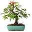 Acer palmatum, 20 cm, ± 6 years old, hand-styled by Mario Komstra