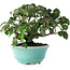Cornus kousa, 15 cm, ± 6 jaar oud, zorgvuldig met de hand gestyled en gekweekt door Mario Komsta zelf