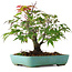 Acer palmatum, 20 cm, ± 6 years old, hand-styled by Mario Komstra