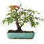 Acer palmatum, 20 cm, ± 6 years old, hand-styled by Mario Komstra