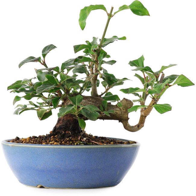 Cornus kousa, 13 cm, ± 6 jaar oud, persoonlijk gekweekt en gevormd door Mario Komsta