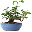 Cornus kousa, 13 cm, ± 6 jaar oud, persoonlijk gekweekt en gevormd door Mario Komsta