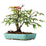 Acer palmatum, 20 cm, ± 6 years old, hand-styled by Mario Komstra