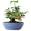 Cornus kousa, 13 cm, ± 6 jaar oud, persoonlijk gekweekt en gevormd door Mario Komsta