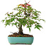 Acer palmatum, 20 cm, ± 6 years old, hand-styled by Mario Komstra